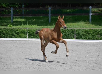 Caballo de deporte alemán, Semental, , Castaño