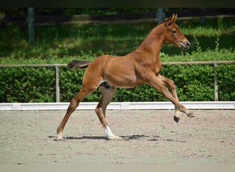 Caballo de deporte alemán, Semental, , Castaño
