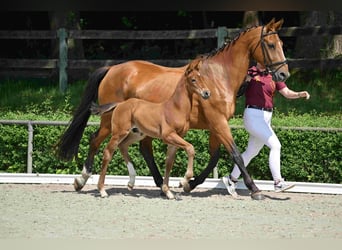 Caballo de deporte alemán, Semental, , Castaño