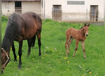 Caballo de deporte alemán, Semental, Potro (03/2024), Castaño