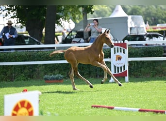Caballo de deporte alemán, Semental, Potro (05/2025), Castaño