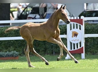 Caballo de deporte alemán, Semental, Potro (05/2025), Castaño