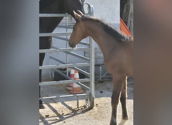Caballo de deporte alemán, Semental, Potro (03/2026), Castaño