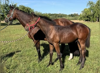 Caballo de deporte alemán, Semental, Potro (03/2026), Castaño