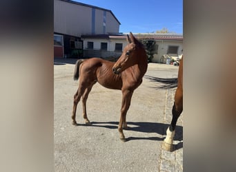 Caballo de deporte alemán, Semental, Potro (07/2026), Castaño