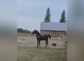 Caballo de deporte alemán, Semental, Potro (03/2024), Castaño