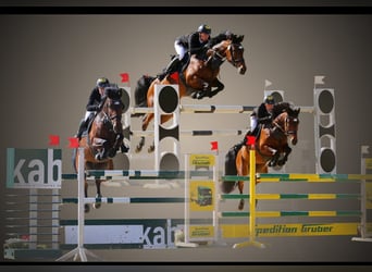 Caballo de deporte alemán, Semental, , Castaño