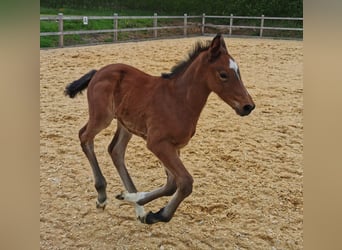 Caballo de deporte alemán, Semental, Potro (03/2026), Castaño