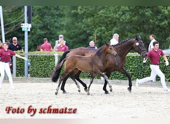 Caballo de deporte alemán, Semental, Potro (04/2024), Castaño oscuro