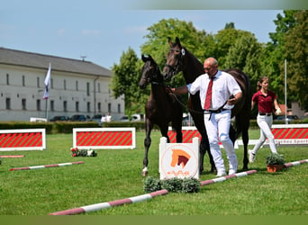 Caballo de deporte alemán, Semental, Potro (04/2024), Castaño oscuro