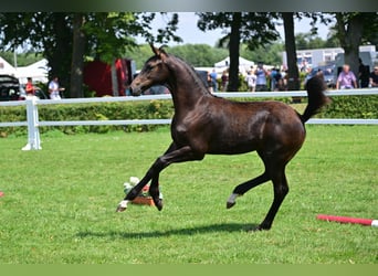 Caballo de deporte alemán, Semental, Potro (04/2024), Castaño oscuro