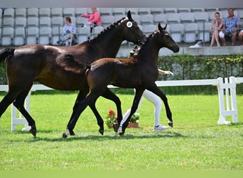 Caballo de deporte alemán, Semental, Potro (04/2024), Castaño oscuro