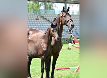 Caballo de deporte alemán, Semental, Potro (04/2024), Castaño oscuro