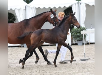 Caballo de deporte alemán, Semental, Potro (04/2025), Castaño oscuro