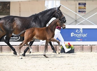 Caballo de deporte alemán, Semental, Potro (04/2025), Castaño oscuro