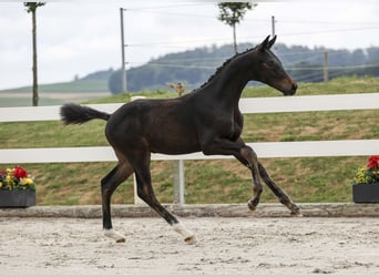 Caballo de deporte alemán, Semental, Potro (03/2025), Castaño oscuro