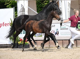 Caballo de deporte alemán, Semental, Potro (03/2025), Castaño oscuro