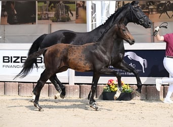 Caballo de deporte alemán, Semental, Potro (03/2025), Castaño oscuro