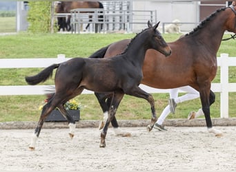 Caballo de deporte alemán, Semental, Potro (03/2025), Castaño oscuro