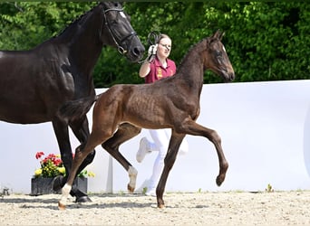 Caballo de deporte alemán, Semental, Potro (04/2025), Castaño oscuro