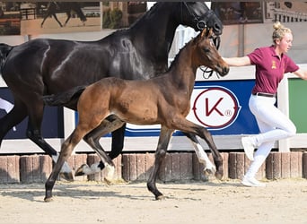 Caballo de deporte alemán, Semental, Potro (04/2025), Castaño oscuro