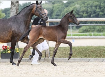 Caballo de deporte alemán, Semental, Potro (05/2025), Castaño oscuro