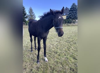 Caballo de deporte alemán, Semental, Potro (04/2026), Castaño oscuro