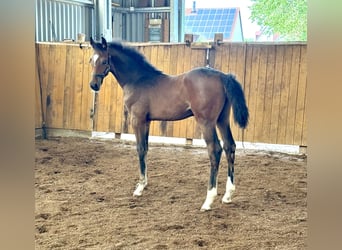 Caballo de deporte alemán, Semental, Potro (04/2026), Castaño oscuro