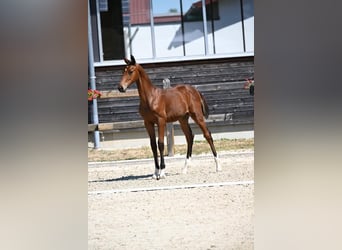 Caballo de deporte alemán, Semental, Potro (04/2026), Castaño oscuro