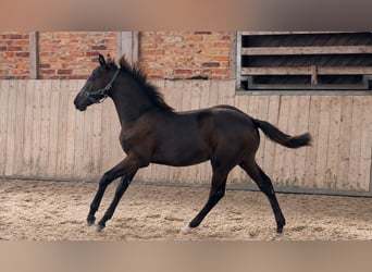 Caballo de deporte alemán, Semental, Potro (03/2026), Castaño oscuro