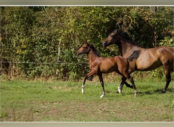 Caballo de deporte alemán, Semental, Potro (05/2025), Castaño oscuro