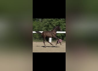 Caballo de deporte alemán, Semental, Potro (05/2026), Morcillo
