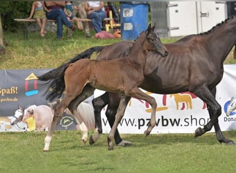 Caballo de deporte alemán, Semental, Potro (05/2025), Morcillo
