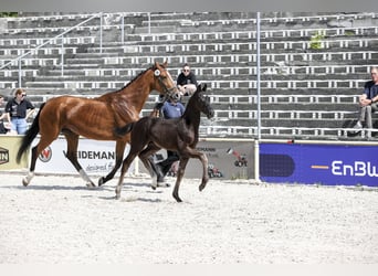 Caballo de deporte alemán, Semental, Potro (03/2025), Morcillo