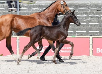 Caballo de deporte alemán, Semental, Potro (03/2025), Morcillo