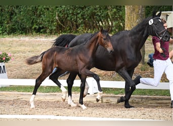 Caballo de deporte alemán, Semental, Potro (04/2026), Morcillo