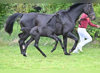 Caballo de deporte alemán, Semental, Potro (05/2026), Morcillo