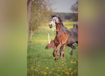 Caballo de deporte alemán, Semental, Potro (03/2024), Musgo