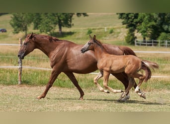 Caballo de deporte alemán, Semental, Potro (05/2026), Musgo