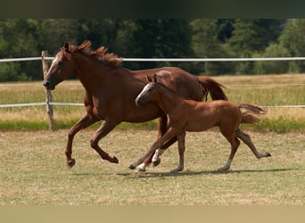 Caballo de deporte alemán, Semental, Potro (05/2026), Musgo