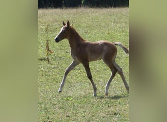 Caballo de deporte alemán, Semental, Potro (07/2026), Musgo