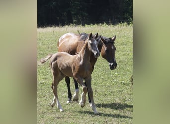 Caballo de deporte alemán, Semental, Potro (01/2026), Musgo