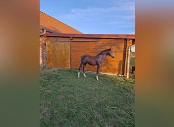 Caballo de deporte alemán, Semental, Potro (05/2024), Musgo