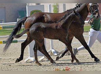 Caballo de deporte alemán, Semental, Potro (01/2025), Musgo