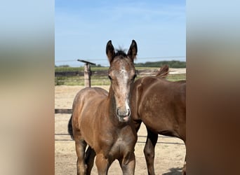 Caballo de deporte alemán, Semental, Potro (06/2024), Musgo