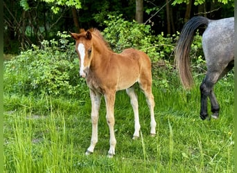 Caballo de deporte alemán, Semental, , Musgo