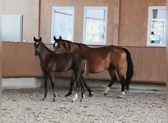 Caballo de deporte alemán, Semental, Potro (03/2025), Musgo