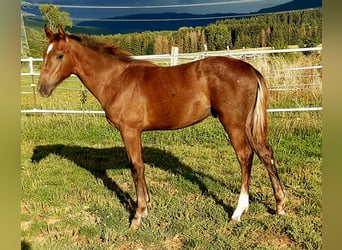 Caballo de deporte alemán, Semental, Potro (03/2025), Musgo