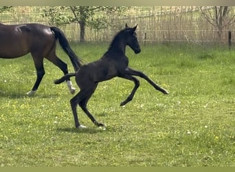 Caballo de deporte alemán, Semental, Potro (05/2026), Negro