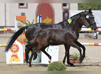 Caballo de deporte alemán, Semental, Potro (04/2026), Negro